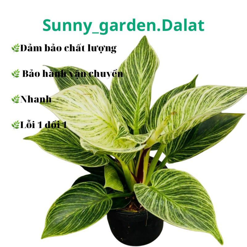 Chậu đế vương kim cương - Philodendron Birkin, trang trí bàn làm việc cực xinh