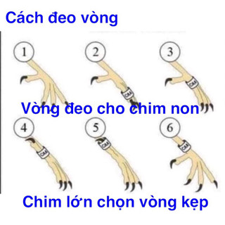 Vòng chân có số cho vẹt