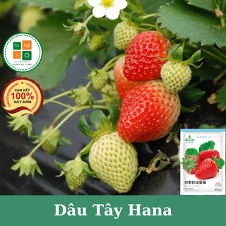 Hạt giống dâu tây chịu nhiệt Hana Nhật Bản bốn mùa