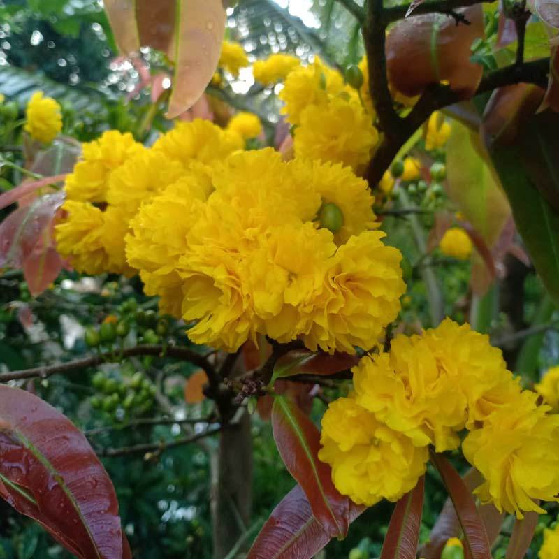 Mai cúc Hoàng huyết long