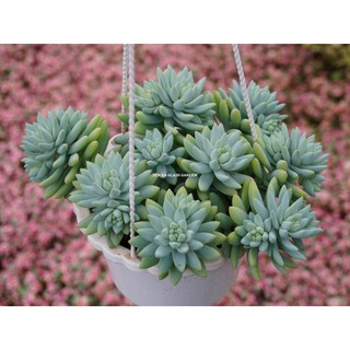 Sen đá chuỗi ngọc lam chậu treo lớn bụi 20cm, sen đá đà lạt