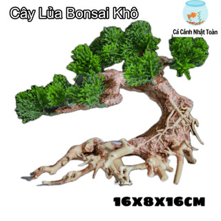 CÂY LỦA BONSAI TRANG TRÍ HỒ CÁ NON BỘ 16x8x16cm