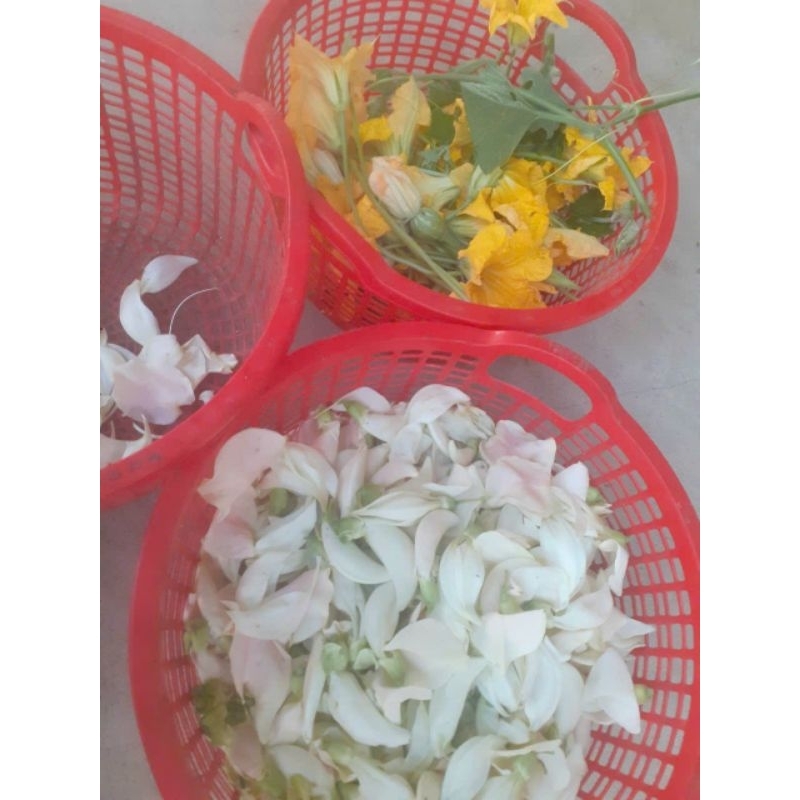 cây so đũa lùn tứ quý