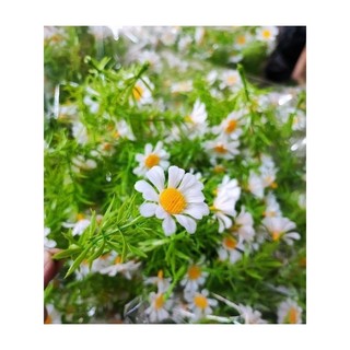 100 Gram cỏ điểm, cúc họa mi trang trí bó hoa