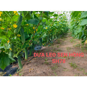 Hạt giống dưa leo sh78 sen hồng gói 10 gam 320 hạt.