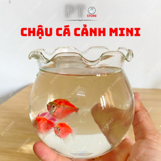 Bể cá mini để bàn,chậu thủy tinh tròn nuôi cá cảnh để bàn