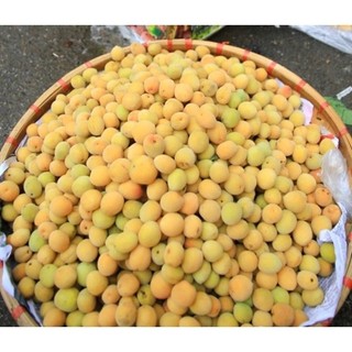 Hà Nội. Mơ tươi Mộc Châu 1kg tại Hà Nội