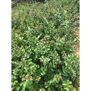 Giống tường vy Hồng ( mua 5 tặng 1)