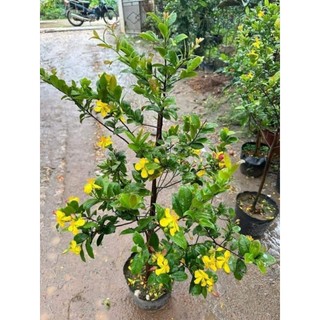 Cây 🌲 Mai Tứ Quý 1m4 đang hoa
