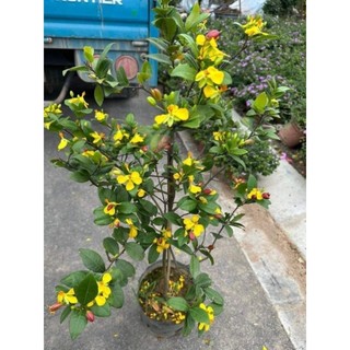 Cây 🌲 mai tứ quý 1m2 đang hoa