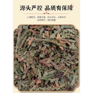 Trắc bá diệp (trắc bách diệp)