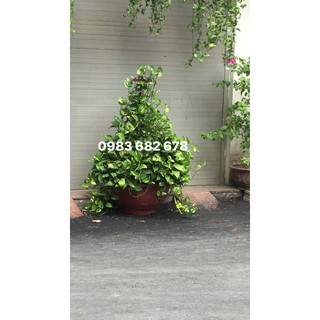 Cây trầu bà/ vạn niên thanh ( cây hình 2,3 )