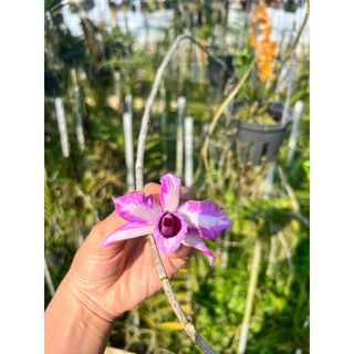 kie phi điệp chớp mỹ 7-10cm