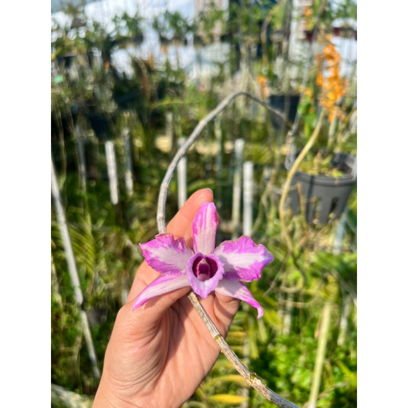 kie phi điệp chớp mỹ 7-10cm