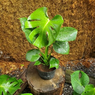 Monstera Deliciosa - Trầu Bà Nam Mỹ