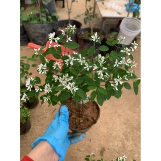 Cây bạch tuyết cầu - bạch cầu hoa quanh năm