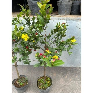 Cây 🌲 mai tứ quý đang hoa 1m2