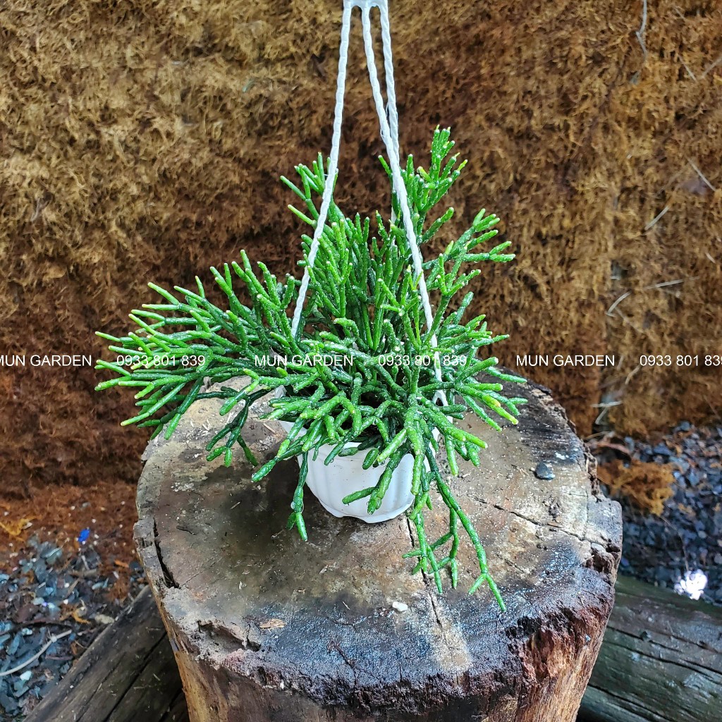 Cây Gạc Nai