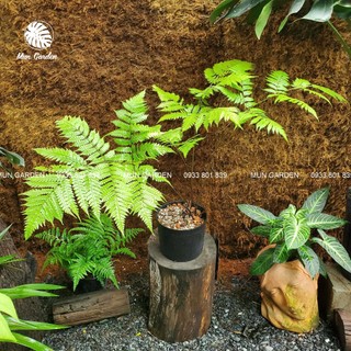 Dương sỉ cu li