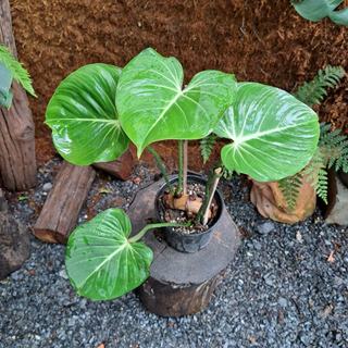 Philodendron Gloriosum
