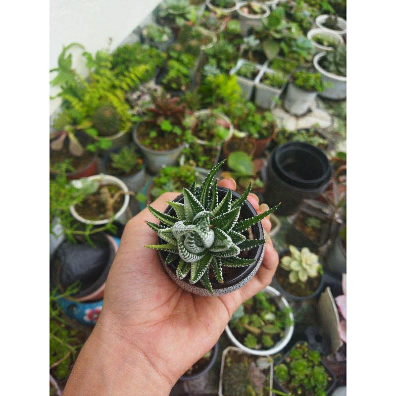 sen đá móng rồng var trắng