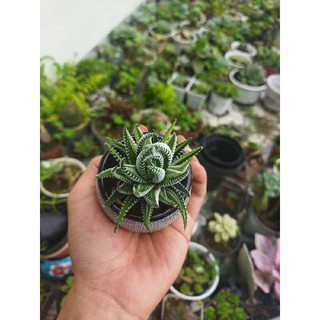 sen đá móng rồng var trắng