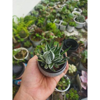 sen đá móng rồng var trắng