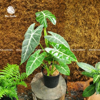 Alocasia Frydek