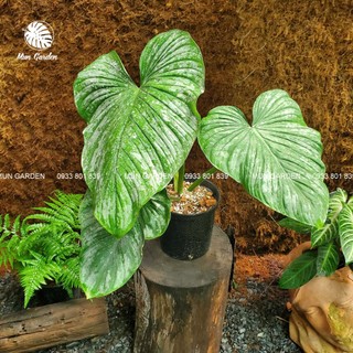 Philodendron Mamei