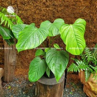 Philodendron Fuzzy Petiole