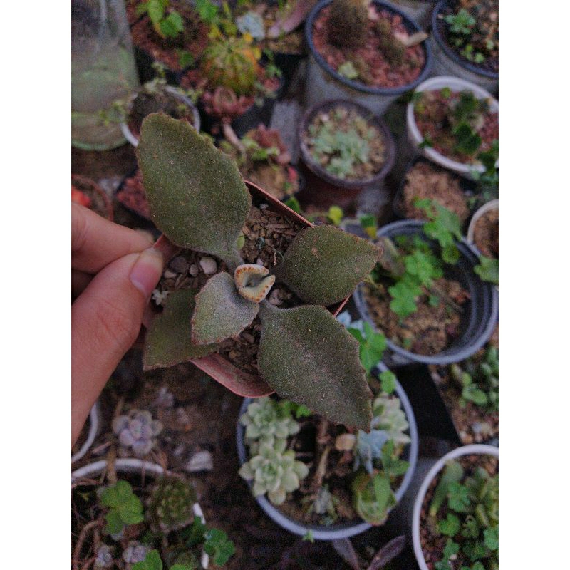 sen đá nhung nâu(kalanchoe)
