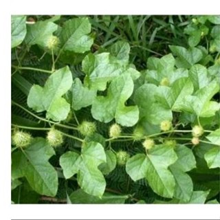 1kg dây nhãn lồng tươi ( chỉ giao miền nam )