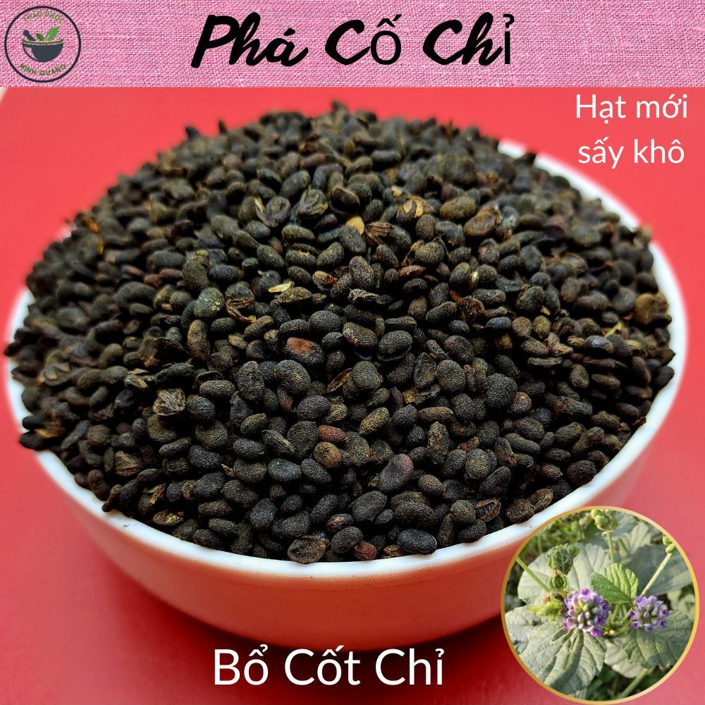 Phá Cố Chỉ (Bổ Cốt Chỉ), 100g hạt khô, loại đẹp, hàng mới