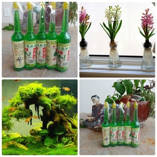 Dung dịch thuỷ canh chuyên dùng cho hoa lan và cây cảnh