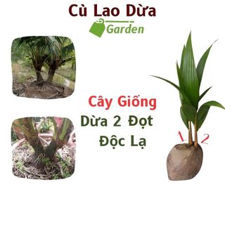 Cây Dừa 2 Đọt - Dừa 2 Mọng - Dừa 2 Thân - Giống Dừa Xiêm - Làm Dừa Bonsai - Trồng Chậu Cảnh - Trồng Lấy Trái Uống Nước