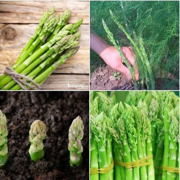 #Hạt_Giống_Măng_Tây ( tặng kích mầm phân bón )
