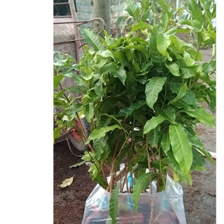 Cây Giống Vú Sữa Hoàng Kim Quả To Siêu Hot