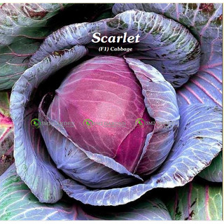 Gói 10 hạt giống bắp cải tím Scarlet
