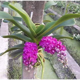 Lan đai châu, ngọc điểm, nghinh xuân