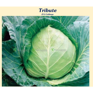 Gói 10 hạt bắp cải tim Tribute ngọt ngon cuộn chắc