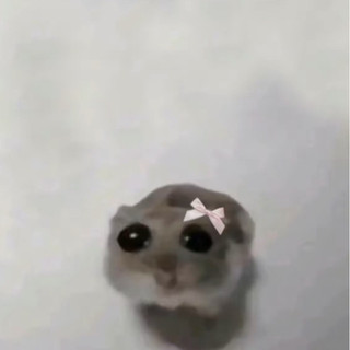 móc khoá len chuột hamster buồn meme