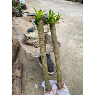 Cành giống thiết mộc lan sọc vàng dài 1m
