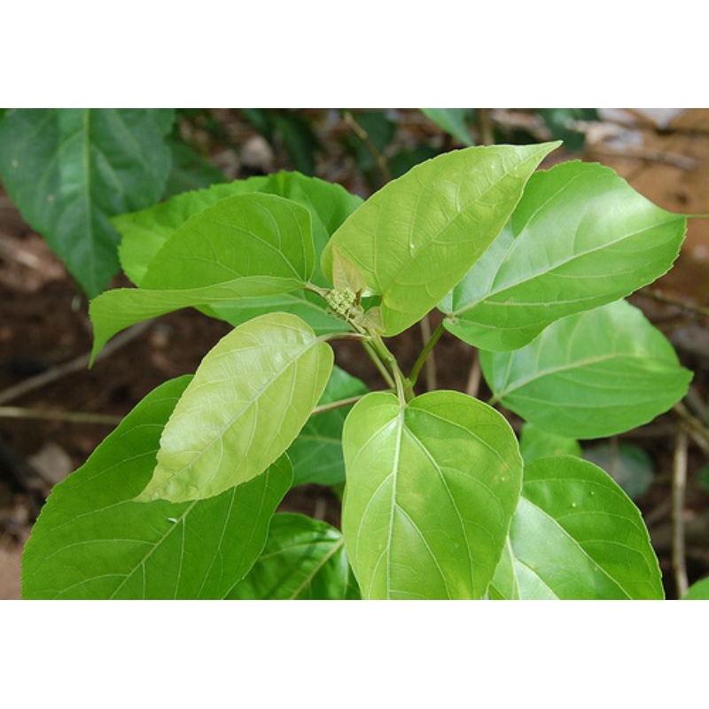 [Chỉ giao Miền Nam] Thân lá cây cách tươi(500g tươi)