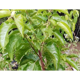 [Chỉ giao Miền Nam] Thân lá cây cách tươi(500g tươi)