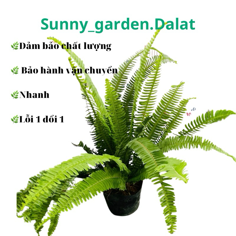 Chậu cứng Dương xỉ lá me