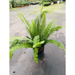 Chậu cứng Dương xỉ lá me