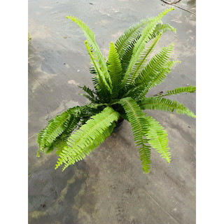 Chậu cứng Dương xỉ lá me