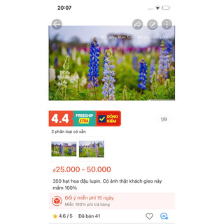 350 hạt hoa đậu lupin. Có ảnh thật khách gieo nảy mầm 100%