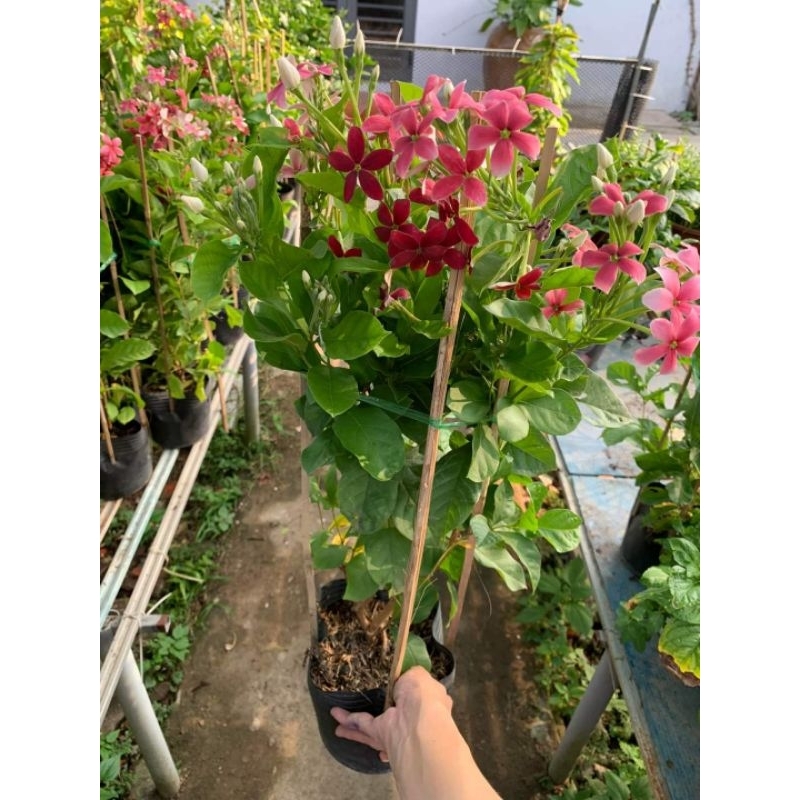 Cây 🌲 Đại Cát (hoa thơm)