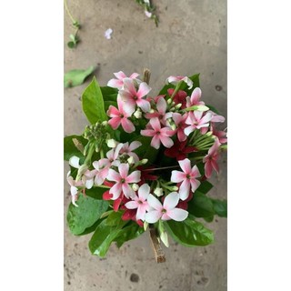Cây 🌲 Đại Cát (hoa thơm)